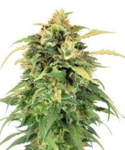 Cannabis premium – Livraison discrète en France, Belgique, UE, USA, Canada