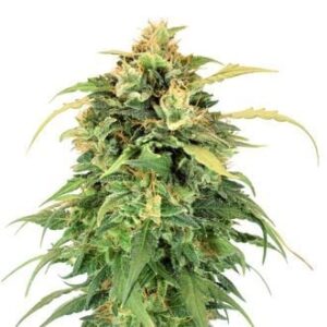 Cannabis premium – Livraison discrète en France, Belgique, UE, USA, Canada